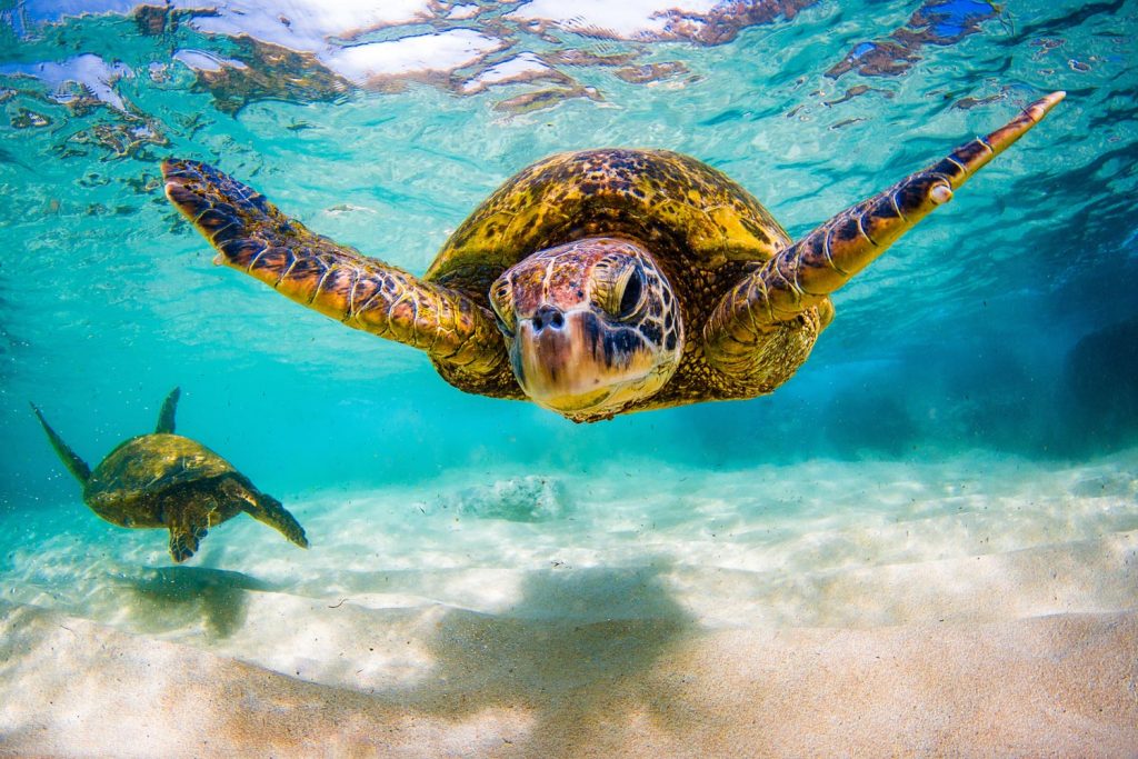 bahamas-sea-turtles-rock-tyto-tours