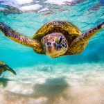 Bahamas Sea Turtles Rock!