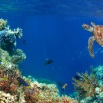 Top 7 Places to Snorkel Around Nassau